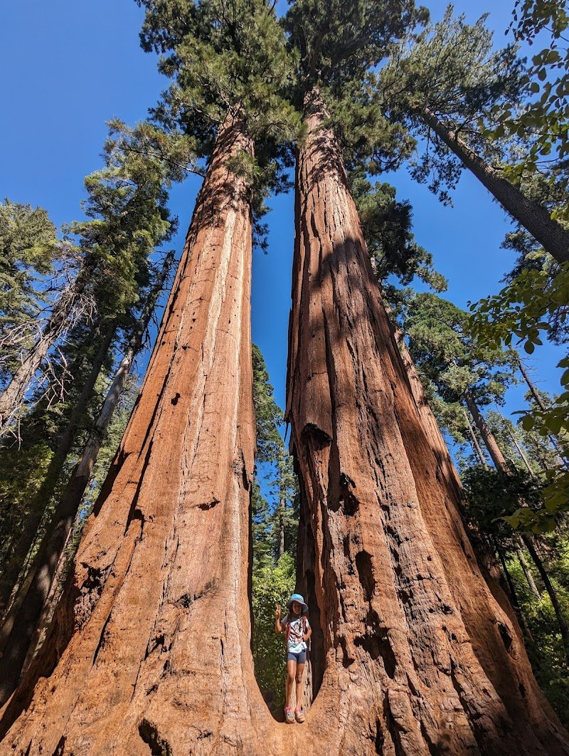 Calaveras Big Trees State Park